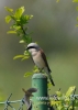 Filename=096_fotowilga~28.JPG
Filesize=48KB
Dimensions=343x480
Date added=Jul 20, 2016 096_fotowilga~28.JPG