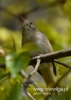 Filename=096_fotowilga~29.JPG
Filesize=49KB
Dimensions=343x480
Date added=Aug 01, 2016 096_fotowilga~29.JPG