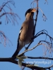 Filename=096_fotowilga~32.JPG
Filesize=56KB
Dimensions=360x480
Date added=Dec 21, 2016 096_fotowilga~32.JPG