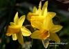 Filename=096_fotowilga~37.JPG
Filesize=83KB
Dimensions=640x457
Date added=Mar 06, 2017 096_fotowilga~37.JPG
