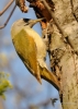 Filename=096_fotowilga~39.JPG
Filesize=269KB
Dimensions=499x700
Date added=Apr 22, 2017 096_fotowilga~39.JPG