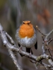 Filename=096_fotowilga~41.JPG
Filesize=268KB
Dimensions=525x700
Date added=May 06, 2019 096_fotowilga~41.JPG