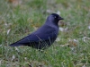 Filename=096_fotowilga~59.JPG
Filesize=320KB
Dimensions=700x525
Date added=Oct 18, 2018 096_fotowilga~59.JPG