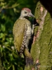 Filename=096_fotowilga~65.JPG
Filesize=319KB
Dimensions=525x700
Date added=Jun 10, 2019 096_fotowilga~65.JPG
