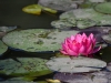 Filename=096_fotowilga~66.JPG
Filesize=264KB
Dimensions=700x525
Date added=Oct 13, 2019 096_fotowilga~66.JPG