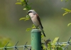 Filename=097_fotowilga~34.JPG
Filesize=63KB
Dimensions=640x457
Date added=Jul 19, 2016 097_fotowilga~34.JPG