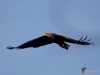 Filename=097_fotowilga~4.JPG
Filesize=178KB
Dimensions=700x525
Date added=Jan 02, 2019 097_fotowilga~4.JPG