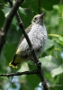 Filename=097_fotowilga~52.JPG
Filesize=229KB
Dimensions=494x700
Date added=Jul 06, 2017 097_fotowilga~52.JPG