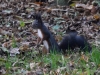 Filename=097_fotowilga~54.JPG
Filesize=330KB
Dimensions=700x525
Date added=Nov 26, 2017 097_fotowilga~54.JPG
