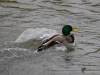 Filename=097_fotowilga~56.JPG
Filesize=291KB
Dimensions=700x525
Date added=Dec 10, 2017 097_fotowilga~56.JPG