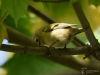 Filename=097_fotowilga~62.JPG
Filesize=241KB
Dimensions=700x525
Date added=Jan 24, 2019 097_fotowilga~62.JPG