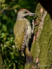 Filename=097_fotowilga~69.JPG
Filesize=326KB
Dimensions=525x700
Date added=Jun 09, 2019 097_fotowilga~69.JPG