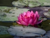 Filename=097_fotowilga~71.JPG
Filesize=267KB
Dimensions=700x525
Date added=Oct 13, 2019 097_fotowilga~71.JPG