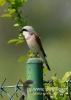 Filename=098_fotowilga~30.JPG
Filesize=51KB
Dimensions=343x480
Date added=Jul 20, 2016 098_fotowilga~30.JPG