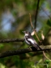 Filename=098_fotowilga~37.JPG
Filesize=238KB
Dimensions=525x700
Date added=Mar 01, 2019 098_fotowilga~37.JPG