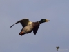 Filename=098_fotowilga~55.JPG
Filesize=163KB
Dimensions=700x525
Date added=Dec 01, 2017 098_fotowilga~55.JPG