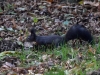 Filename=098_fotowilga~56.JPG
Filesize=340KB
Dimensions=700x525
Date added=Dec 03, 2017 098_fotowilga~56.JPG