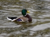Filename=098_fotowilga~57.JPG
Filesize=310KB
Dimensions=700x525
Date added=Dec 10, 2017 098_fotowilga~57.JPG