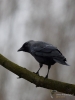 Filename=098_fotowilga~61.JPG
Filesize=206KB
Dimensions=525x700
Date added=May 06, 2018 098_fotowilga~61.JPG