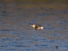 Filename=098_fotowilga~69.JPG
Filesize=274KB
Dimensions=700x525
Date added=May 09, 2019 098_fotowilga~69.JPG