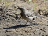 Filename=098_fotowilga~72.JPG
Filesize=339KB
Dimensions=700x525
Date added=Jun 22, 2019 098_fotowilga~72.JPG