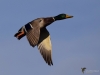 Filename=099_fotowilga~47.JPG
Filesize=197KB
Dimensions=700x525
Date added=Jan 10, 2018 099_fotowilga~47.JPG