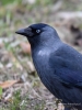 Filename=099_fotowilga~54.JPG
Filesize=265KB
Dimensions=525x700
Date added=Oct 18, 2018 099_fotowilga~54.JPG