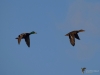 Filename=099_fotowilga~55.JPG
Filesize=154KB
Dimensions=700x525
Date added=Jan 26, 2019 099_fotowilga~55.JPG