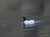 Filename=099_fotowilga~56.JPG
Filesize=227KB
Dimensions=700x525
Date added=Feb 06, 2019 099_fotowilga~56.JPG