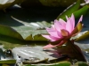 Filename=099_fotowilga~63.JPG
Filesize=253KB
Dimensions=700x525
Date added=Oct 13, 2019 099_fotowilga~63.JPG