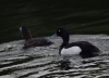 Filename=1001_fotowilga.JPG
Filesize=262KB
Dimensions=700x507
Date added=Nov 14, 2019 1001_fotowilga.JPG