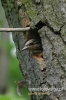 100_fotowilga~10.JPG