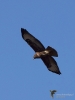Filename=100_fotowilga~31.JPG
Filesize=227KB
Dimensions=525x700
Date added=Mar 10, 2019 100_fotowilga~31.JPG