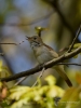 Filename=100_fotowilga~42.JPG
Filesize=223KB
Dimensions=525x700
Date added=Aug 04, 2017 100_fotowilga~42.JPG