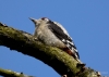 100_fotowilga~46.JPG