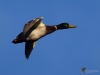 Filename=100_fotowilga~50.JPG
Filesize=189KB
Dimensions=700x525
Date added=Jan 10, 2018 100_fotowilga~50.JPG