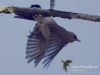 Filename=100_fotowilga~53.JPG
Filesize=58KB
Dimensions=640x480
Date added=Feb 17, 2018 100_fotowilga~53.JPG