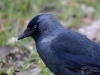 100_fotowilga~57.JPG