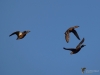 Filename=100_fotowilga~59.JPG
Filesize=161KB
Dimensions=700x525
Date added=Jan 05, 2019 100_fotowilga~59.JPG
