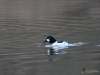 Filename=100_fotowilga~61.JPG
Filesize=232KB
Dimensions=700x525
Date added=Feb 06, 2019 100_fotowilga~61.JPG