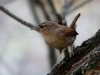 Filename=100_fotowilga~64.JPG
Filesize=245KB
Dimensions=700x525
Date added=Jul 05, 2019 100_fotowilga~64.JPG
