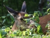 Filename=100_fotowilga~65.JPG
Filesize=319KB
Dimensions=700x525
Date added=Sep 16, 2019 100_fotowilga~65.JPG