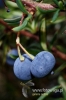 Filename=101_fotowilga~0.JPG
Filesize=86KB
Dimensions=360x540
Date added=Oct 04, 2012 101_fotowilga~0.JPG