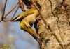 Filename=101_fotowilga~20.JPG
Filesize=128KB
Dimensions=640x457
Date added=Nov 13, 2015 101_fotowilga~20.JPG