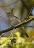 Filename=101_fotowilga~33.JPG
Filesize=49KB
Dimensions=343x480
Date added=Aug 01, 2016 101_fotowilga~33.JPG