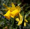 Filename=101_fotowilga~40.JPG
Filesize=290KB
Dimensions=700x667
Date added=Apr 14, 2017 101_fotowilga~40.JPG