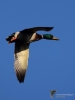 Filename=101_fotowilga~51.JPG
Filesize=171KB
Dimensions=525x700
Date added=Dec 11, 2017 101_fotowilga~51.JPG
