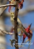 Filename=101_fotowilga~52.JPG
Filesize=72KB
Dimensions=343x480
Date added=Dec 12, 2017 101_fotowilga~52.JPG