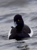 Filename=101_fotowilga~58.JPG
Filesize=213KB
Dimensions=525x700
Date added=Apr 02, 2018 101_fotowilga~58.JPG