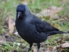 Filename=101_fotowilga~60.JPG
Filesize=265KB
Dimensions=700x525
Date added=Oct 18, 2018 101_fotowilga~60.JPG